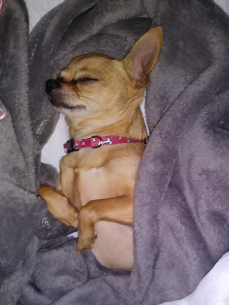 Entry image for Maggie Mae. Clicking this image will show a larger photo