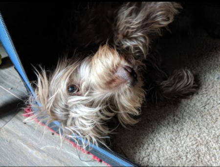 Entry image for Bowie. Clicking this image will show a larger photo