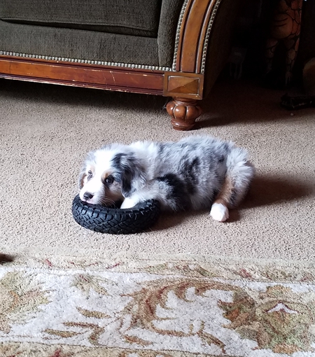 Entry image for Juno Bug. Clicking this image will show a larger photo