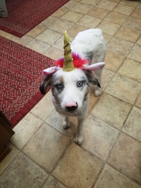 Entry image for Raven. Clicking this image will show a larger photo