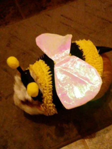 Entry image for Mr. Wilson. Clicking this image will show a larger photo