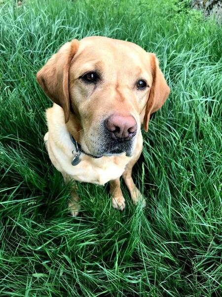 Entry image for Mo. Clicking this image will show a larger photo