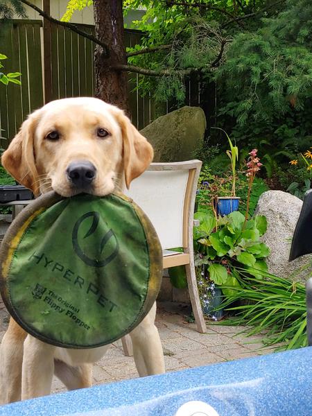 Entry image for Izzy. Clicking this image will show a larger photo