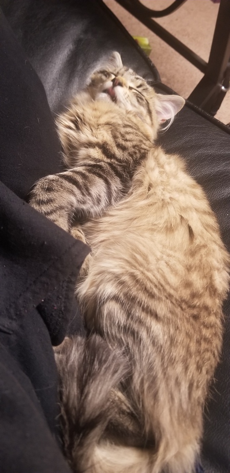 Entry image for Zemi-Lynx. Clicking this image will show a larger photo