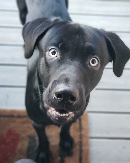 Entry image for Blu. Clicking this image will show a larger photo