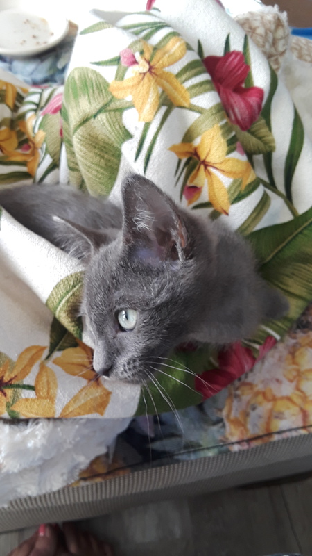 Entry image for Graylee. Clicking this image will show a larger photo