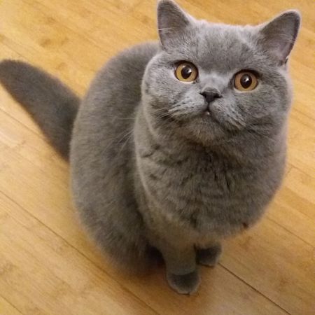 Entry image for Mabel. Clicking this image will show a larger photo