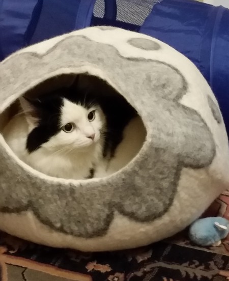 Entry image for Bella. Clicking this image will show a larger photo