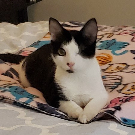 Entry image for Smiley. Clicking this image will show a larger photo