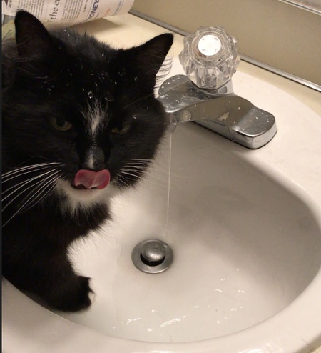 Entry image for Prince. Clicking this image will show a larger photo