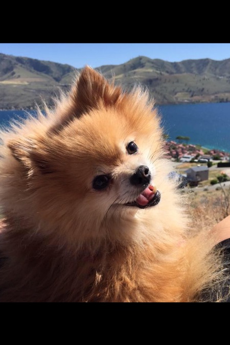 Entry image for Maximillion. Clicking this image will show a larger photo