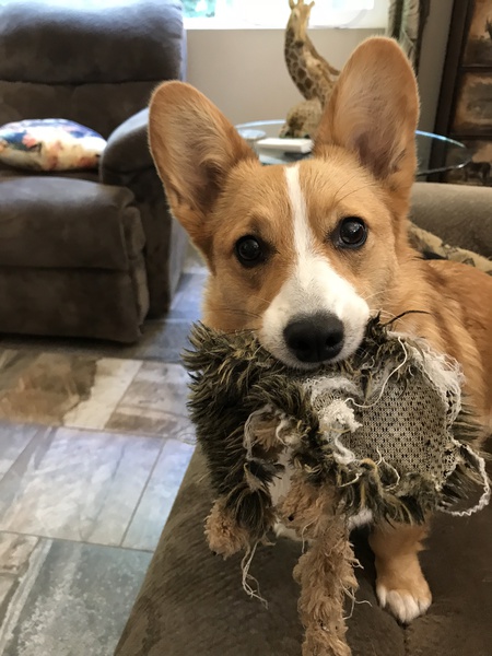 Entry image for Katie. Clicking this image will show a larger photo