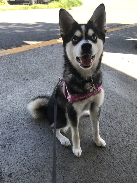 Kora