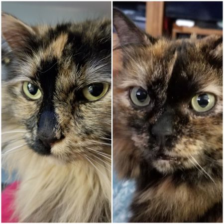 Entry image for Islay/Tessie. Clicking this image will show a larger photo