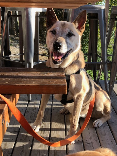 Entry image for Koda. Clicking this image will show a larger photo