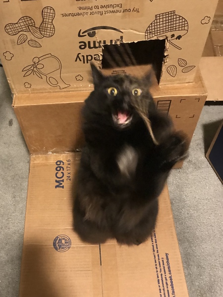 Entry image for Piccolo. Clicking this image will show a larger photo