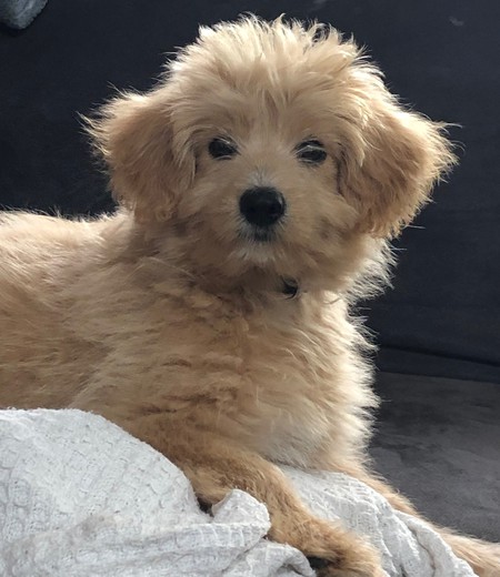 Entry image for Sunny. Clicking this image will show a larger photo