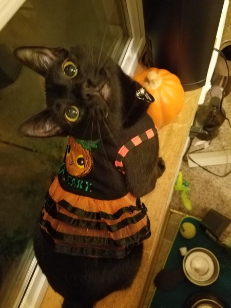 Entry image for Mochi. Clicking this image will show a larger photo