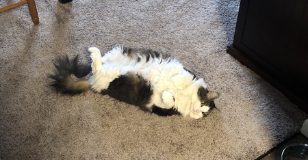 Entry image for Bommeke. Clicking this image will show a larger photo