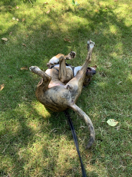 Entry image for Lucy. Clicking this image will show a larger photo