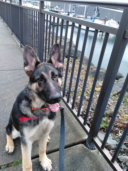 Entry image for Oliver. Clicking this image will show a larger photo