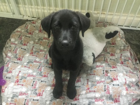 Entry image for Skye. Clicking this image will show a larger photo