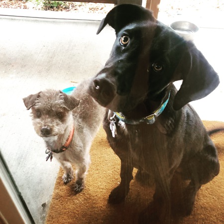 Entry image for Ralphie & Olly. Clicking this image will show a larger photo