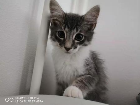 Entry image for Bao. Clicking this image will show a larger photo