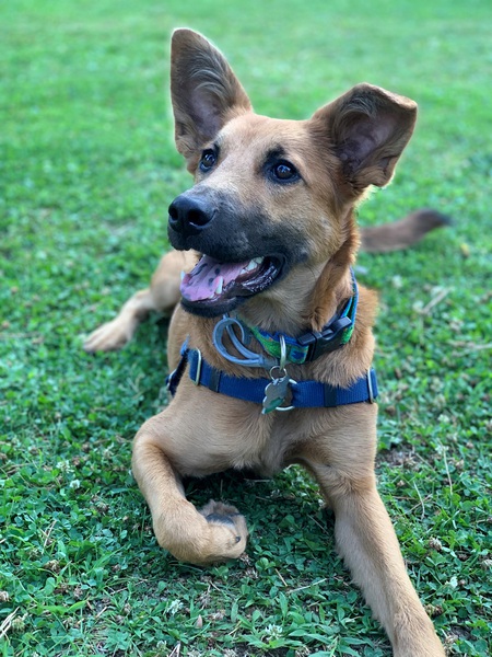 Entry image for Roxy. Clicking this image will show a larger photo