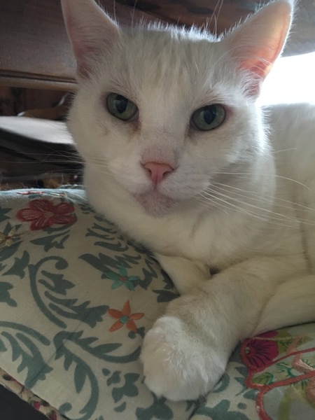 Entry image for AllieCat . Clicking this image will show a larger photo