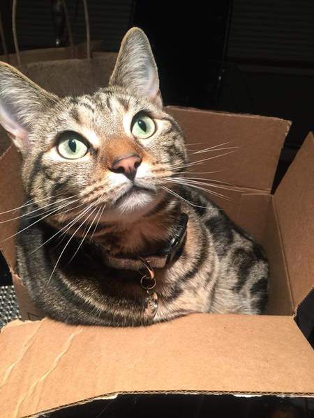 Entry image for Winston. Clicking this image will show a larger photo