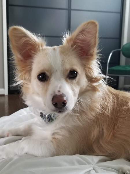 Entry image for Ollie. Clicking this image will show a larger photo