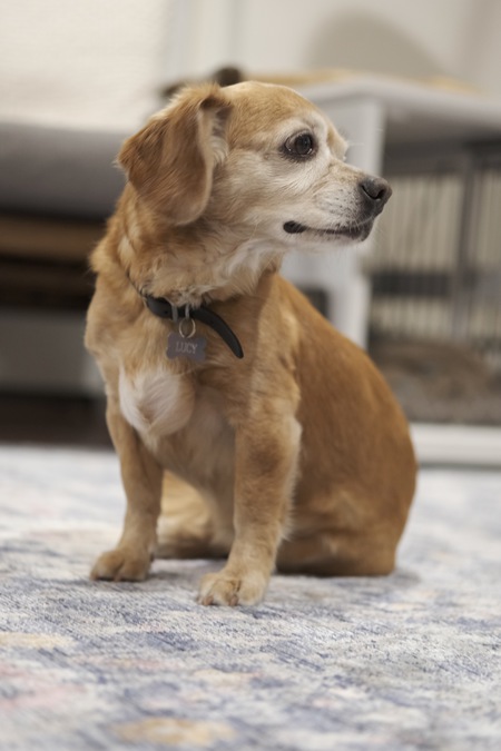 Entry image for Lucy. Clicking this image will show a larger photo