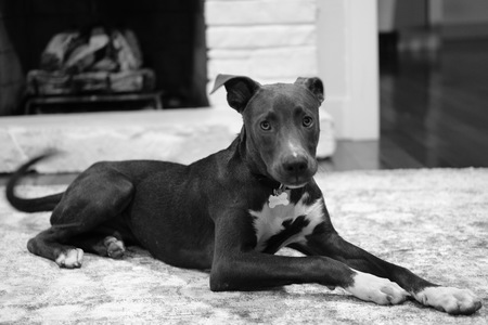 Entry image for Cooper. Clicking this image will show a larger photo