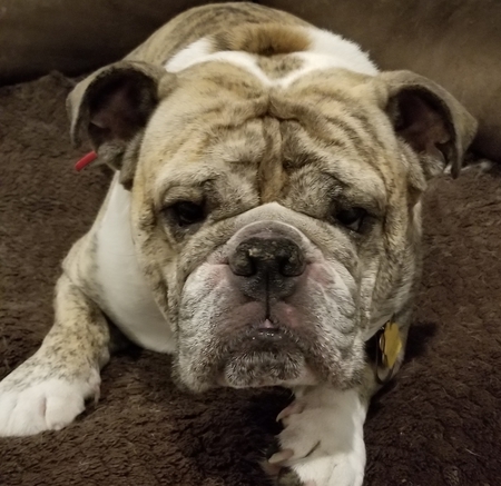 Entry image for Tiger. Clicking this image will show a larger photo