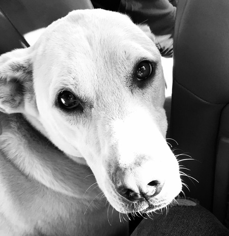 Entry image for Mojo. Clicking this image will show a larger photo