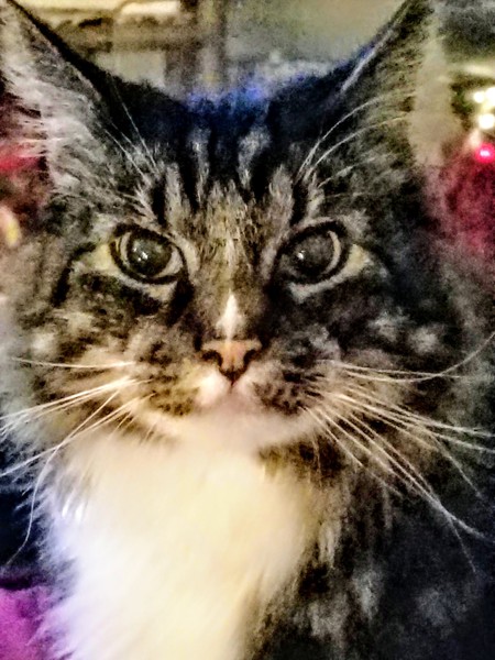 Entry image for KeKe. Clicking this image will show a larger photo