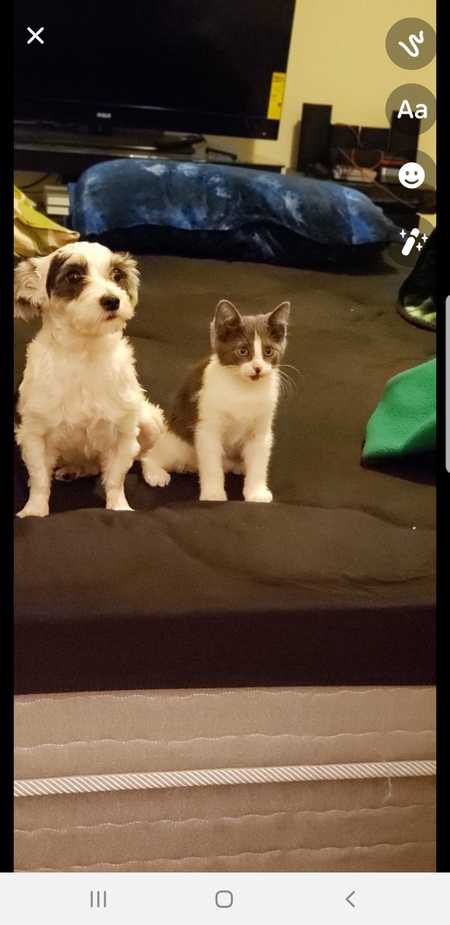 Entry image for Kiki n sheeba. Clicking this image will show a larger photo