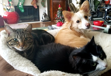 Entry image for Ollie, Mia and Winston. Clicking this image will show a larger photo