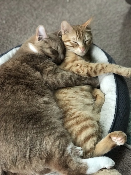 Entry image for Fred and Percy. Clicking this image will show a larger photo