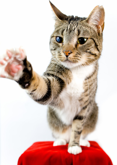 Entry image for Missy von Katze-Heisele. Clicking this image will show a larger photo