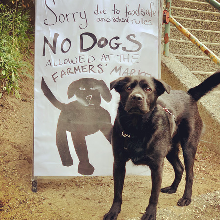 Entry image for Gus. Clicking this image will show a larger photo