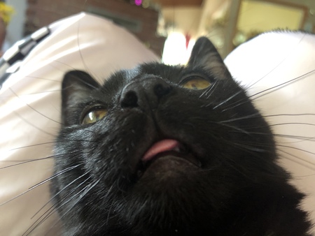 Entry image for Hugo. Clicking this image will show a larger photo