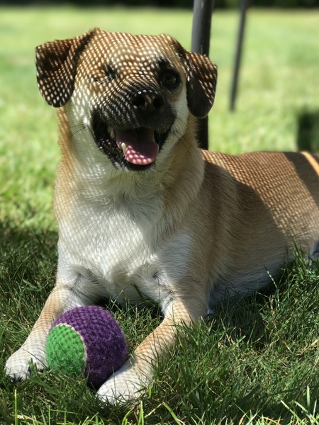 Entry image for Jack. Clicking this image will show a larger photo