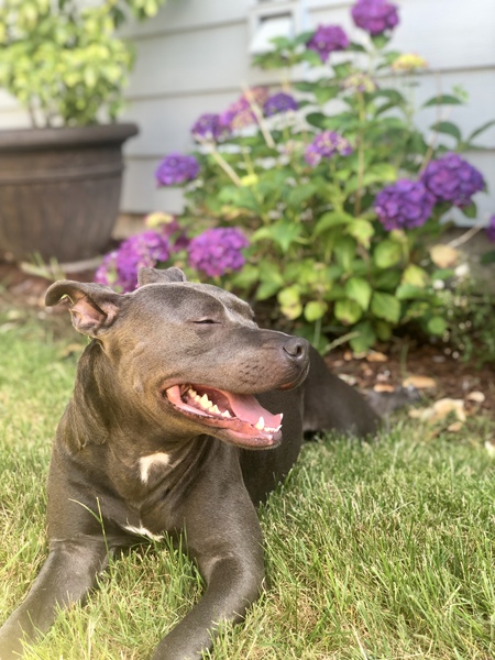 Entry image for Nyx. Clicking this image will show a larger photo