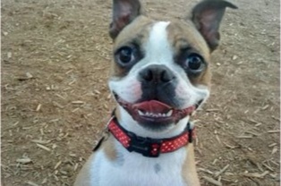 Entry image for Rambo. Clicking this image will show a larger photo