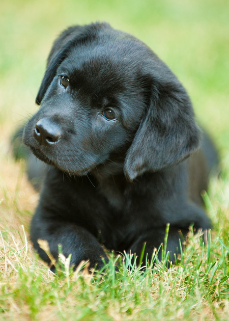 Entry image for Onyx. Clicking this image will show a larger photo