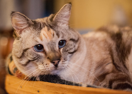 Entry image for Isabelle. Clicking this image will show a larger photo