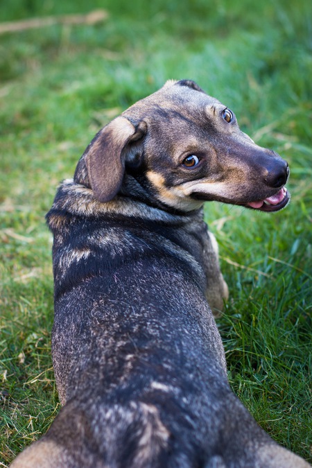 Entry image for Otis. Clicking this image will show a larger photo