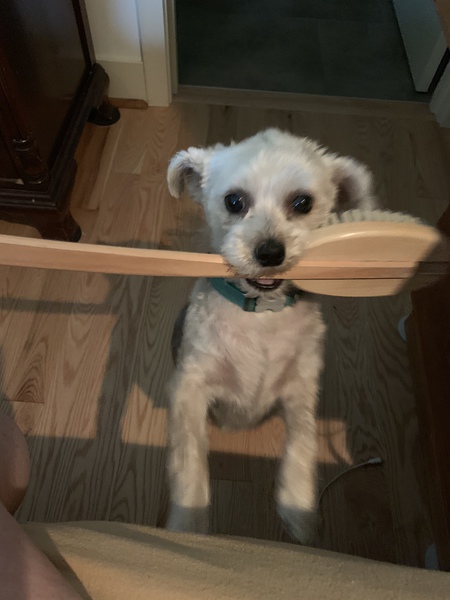 Entry image for Reggie. Clicking this image will show a larger photo